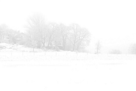 nebbia, leggero, natura