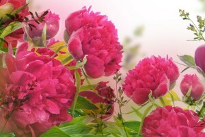 droplets, flowers, leaves, peonies