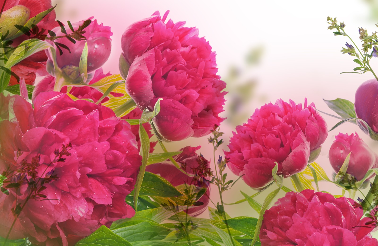 peonies, flowers, leaves, droplets