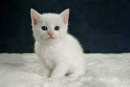 baby, kitty, look, portrait, White kitten