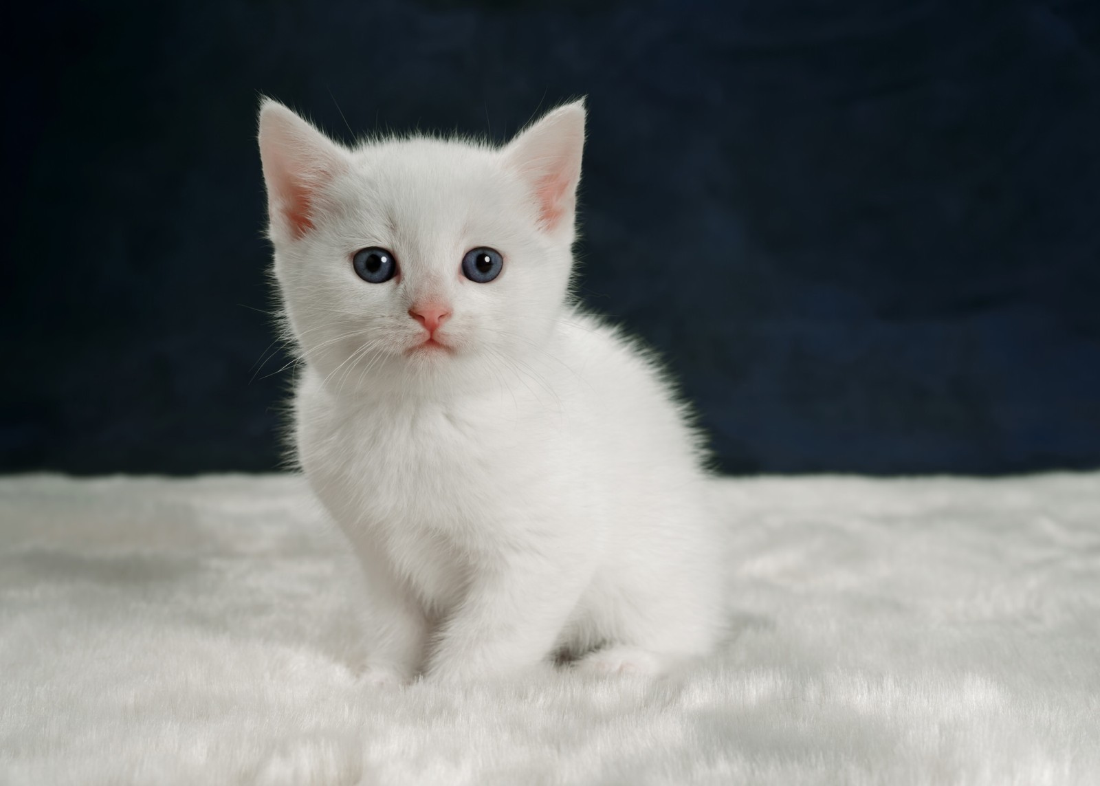 look, baby, portrait, kitty, White kitten