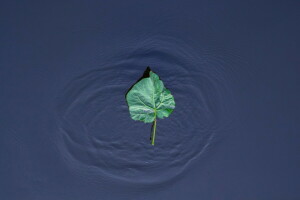 la nature, feuille, l'eau