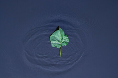 la nature, feuille, l'eau