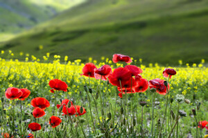 champ, fleurs, Maki, Prairie, montagnes