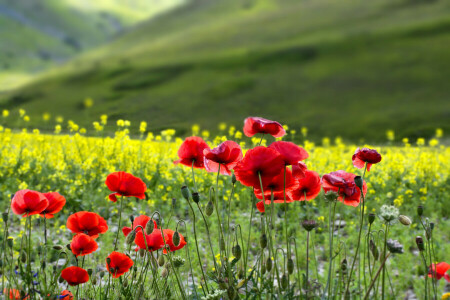 Feld, Blumen, Maki, Wiese, Berge