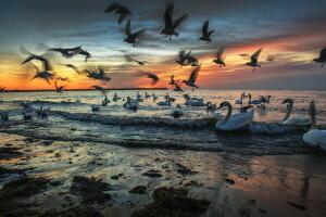 mouettes, rive, cygnes