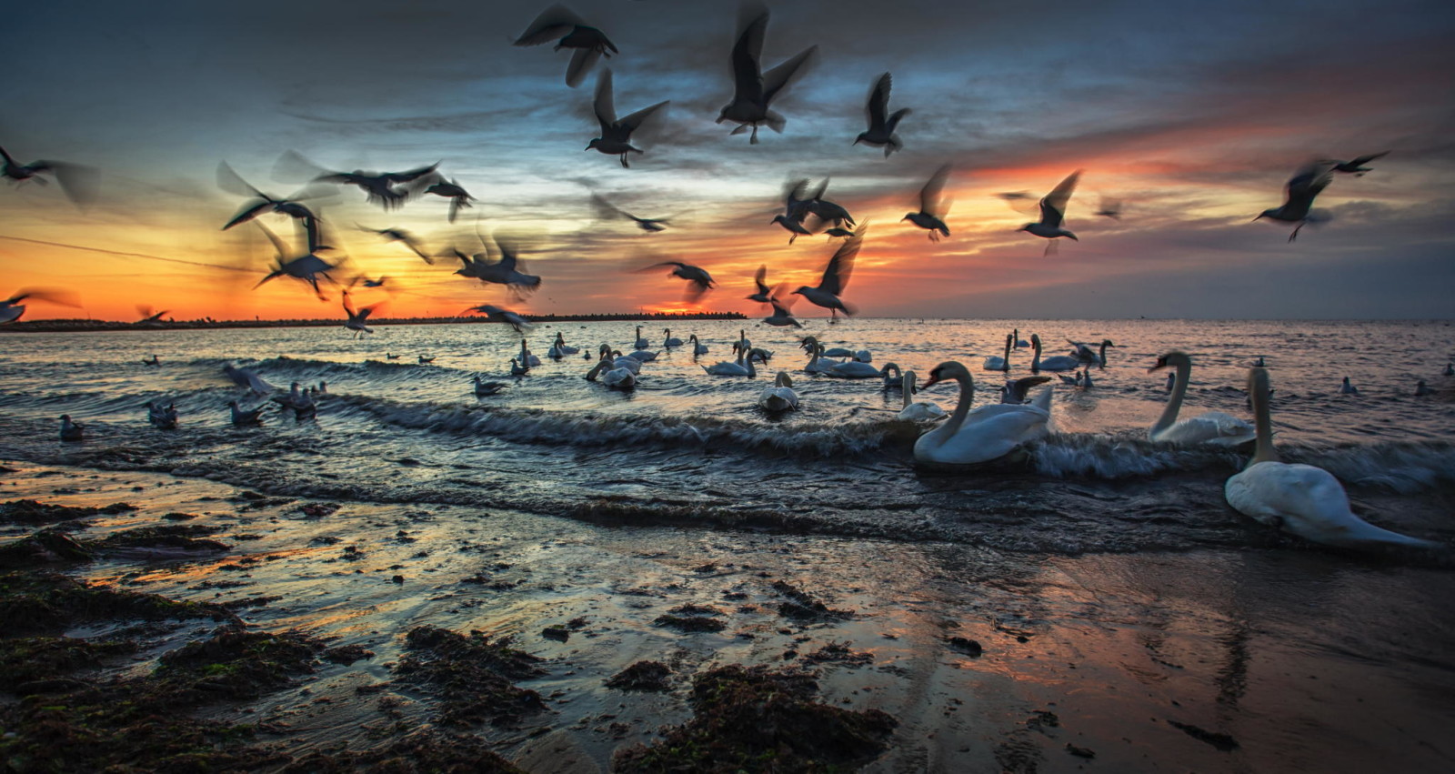 Strand, svanar, seagulls