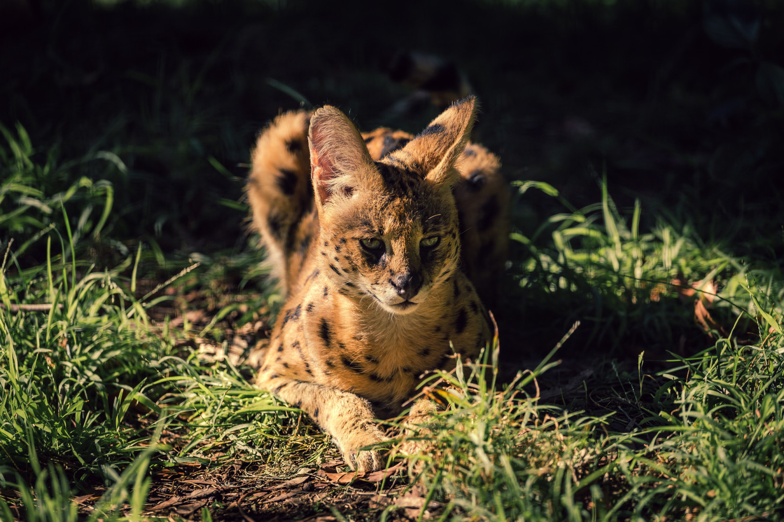 gras, kijken, wilde kat, Serval