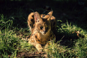 fű, néz, Serval, vadmacska