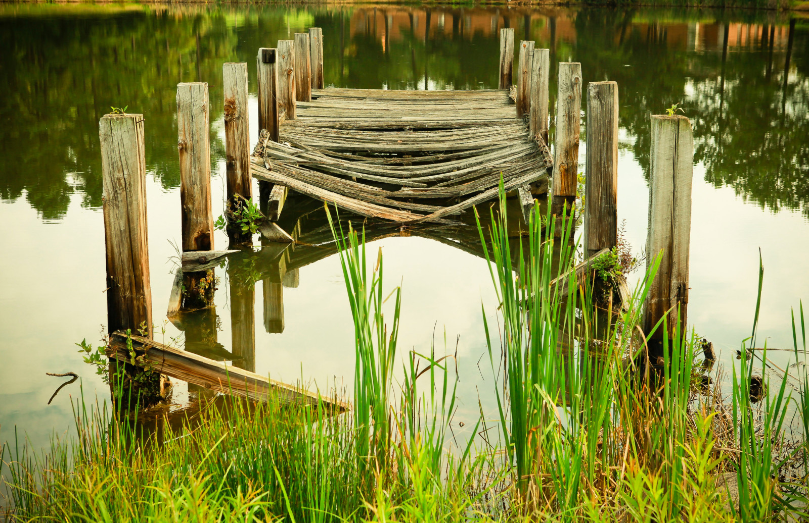 râu, lac, plantă, apă, lac, podul