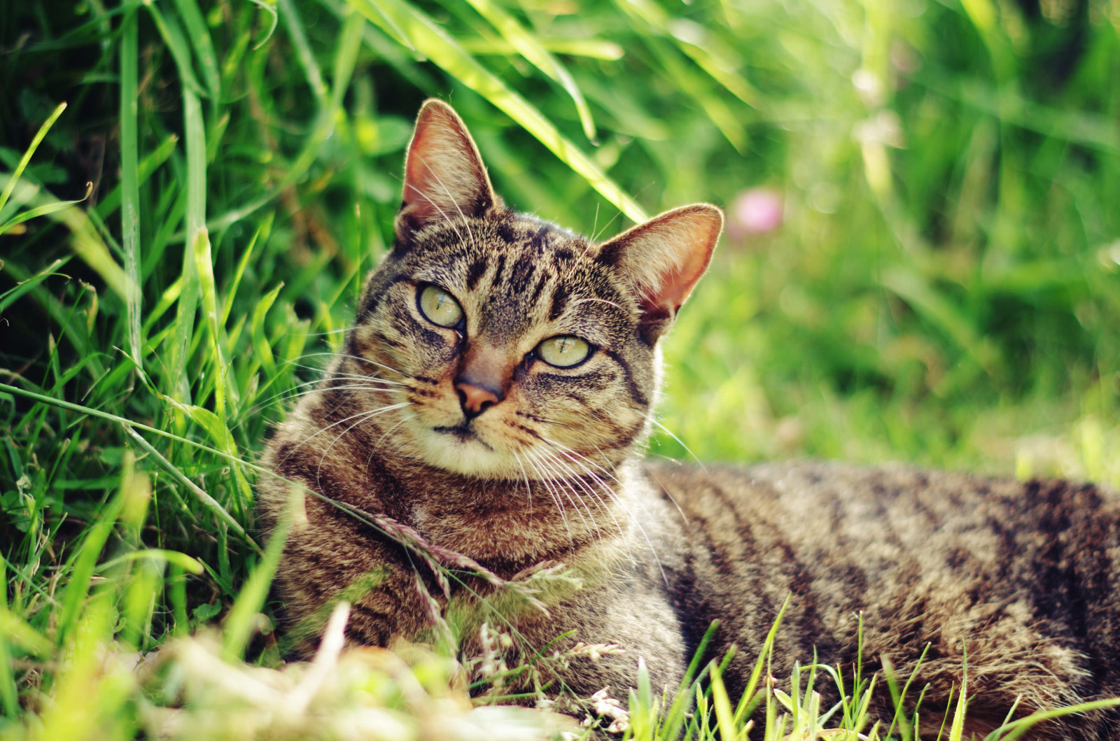 Gesicht, Katze, Lügen, Schnurrbart, Koshak, Kater, GRAS