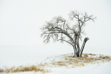 nieve, árbol, invierno