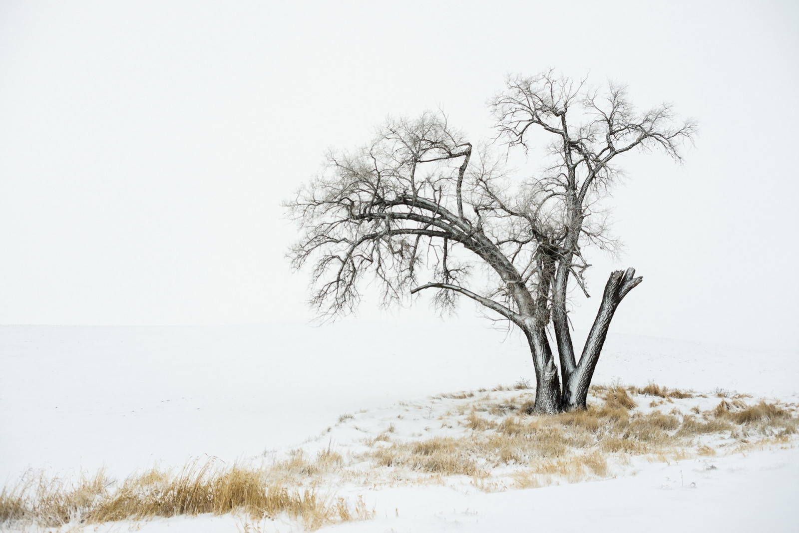 neve, árvore, inverno