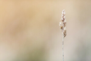 background, grass, Standing Tall