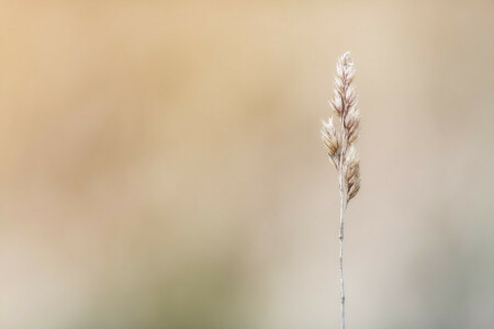 background, grass, Standing Tall