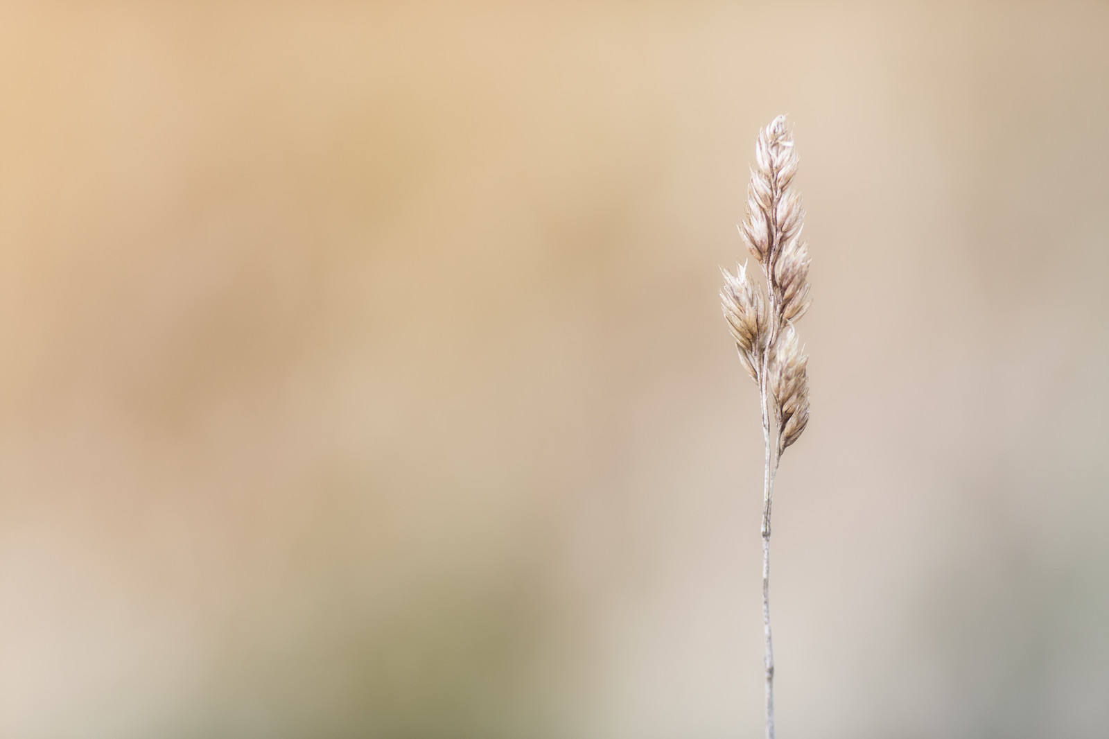 Gras, Hintergrund, Aufrecht stehen