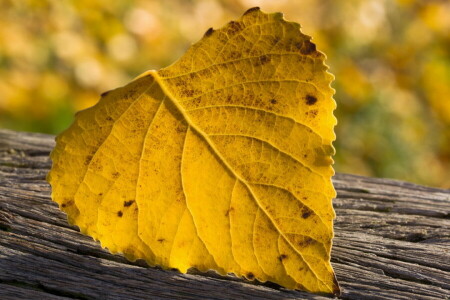 macro, natura, foglio