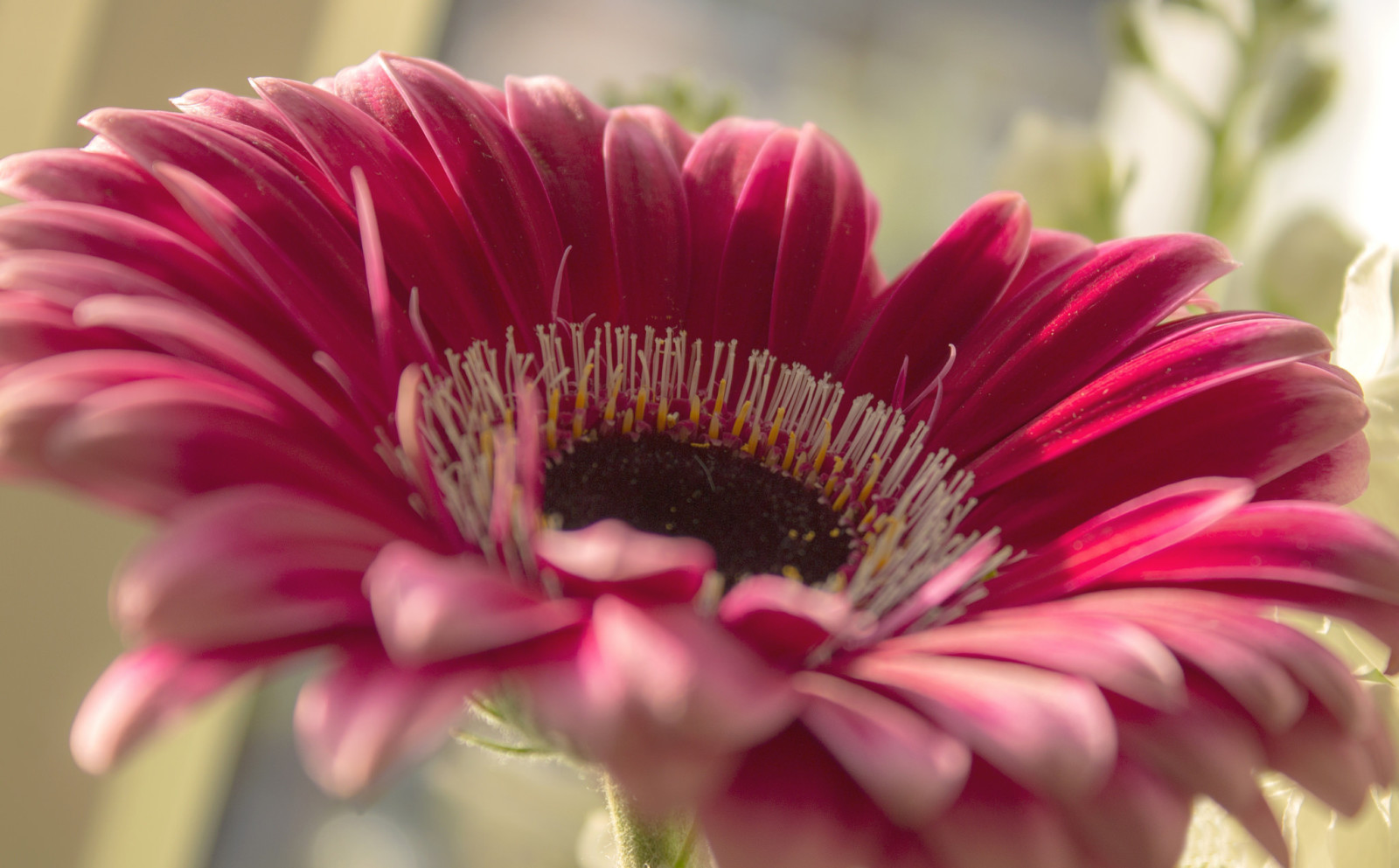 fleur, pétales, Gerbera