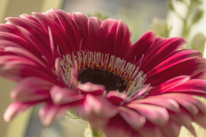 flor, Gerbera, pétalos