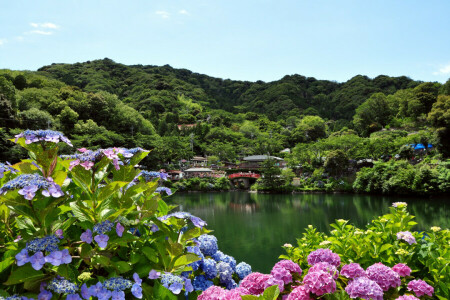 flowers, hydrangea, lake, the city