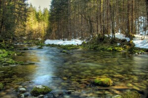 pădure, mușchi, râu, pietre, copaci