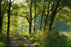 Bayern, skog, Tyskland, grönt, väg, solen, träd