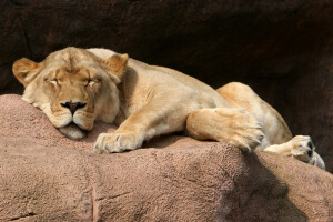 chat, lionne, sommeil, rester, pierre