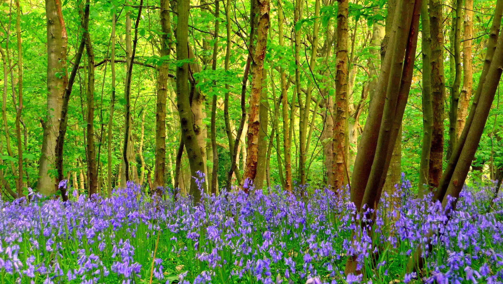 Skov, græs, træer, blomster