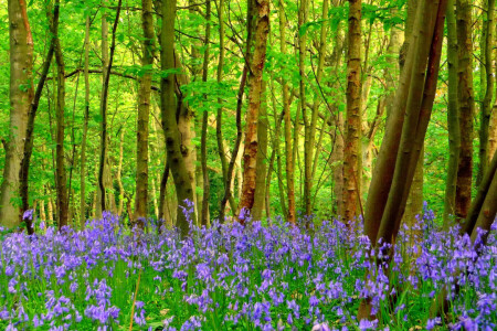 flores, bosque, césped, arboles