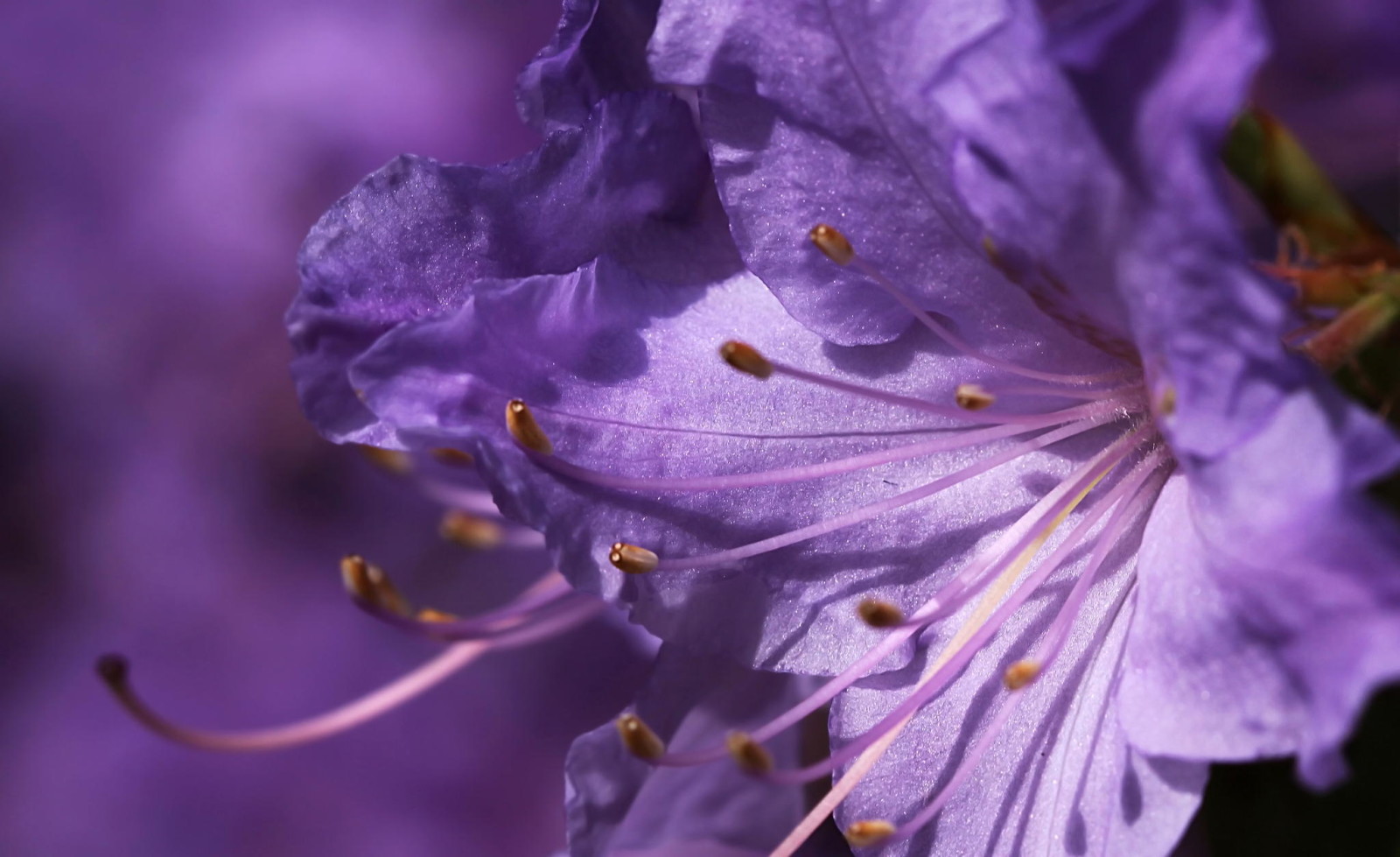 makro, lilla, blomst