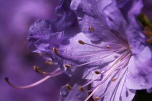 fiore, lilla, macro