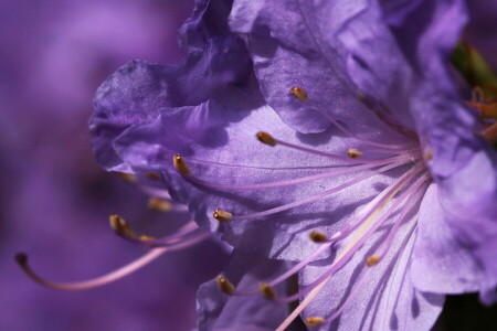 blomst, lilla, makro