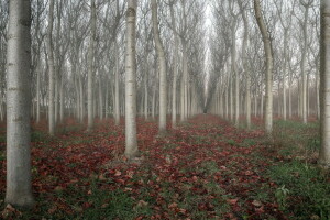 natura, estate, alberi