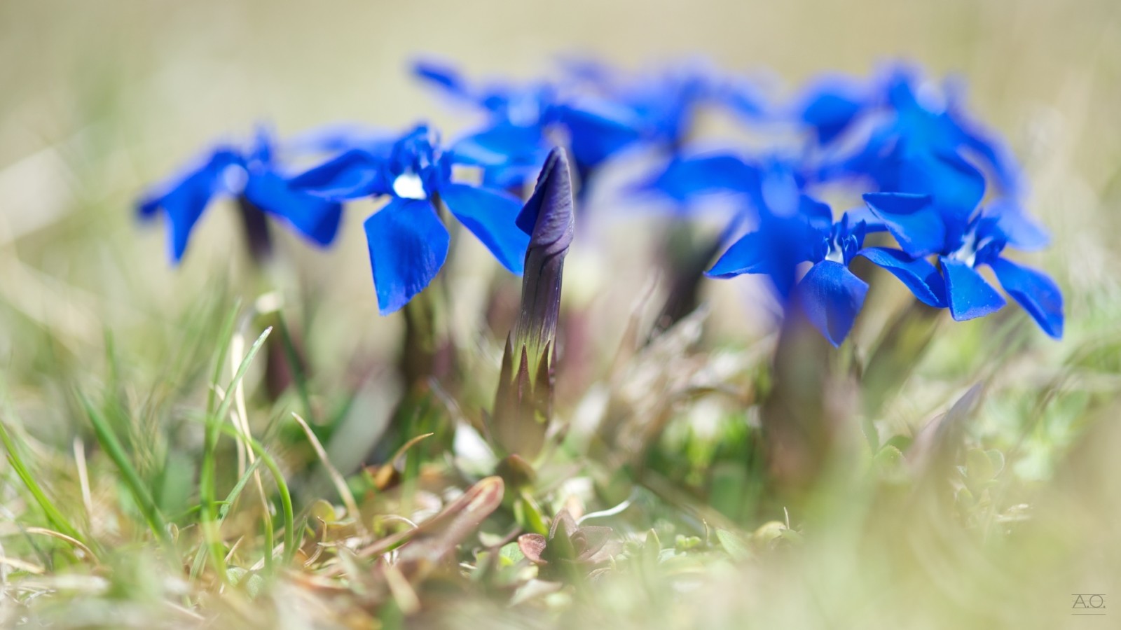 nature, macro, flowers