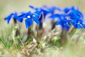 flores, macro, naturaleza