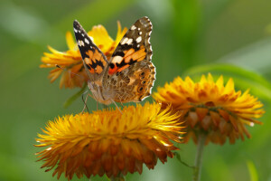 BUTTERFLY, flowers, macro, petals, wings