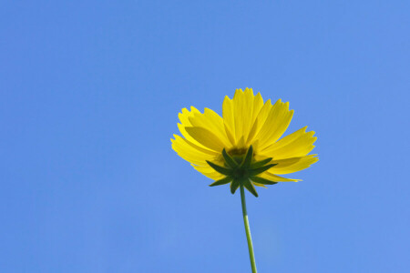 flor, kosmeya, pétalos, vástago, el cielo