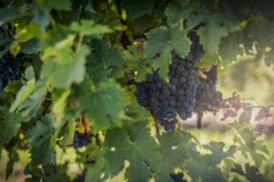 berries, blue, blur, bunch, foliage, fruit, glare, grapes