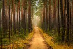 Bor, Wald, Kiefer, Weg