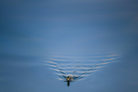 duck, nature, water