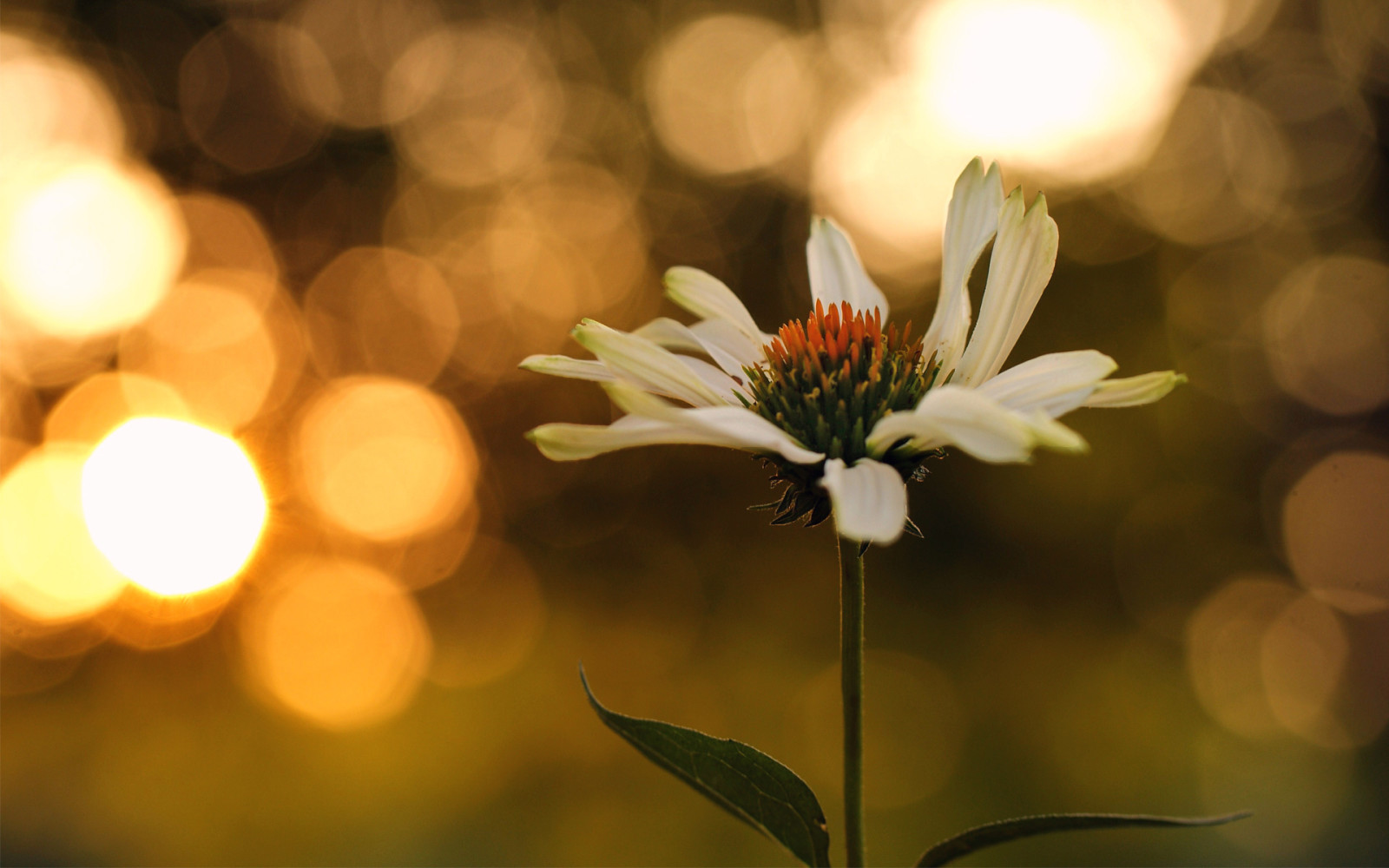 bokeh, solnedgang, blade, blomst, Daisy