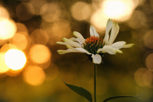 bokeh, Madeliefje, bloem, bladeren, zonsondergang