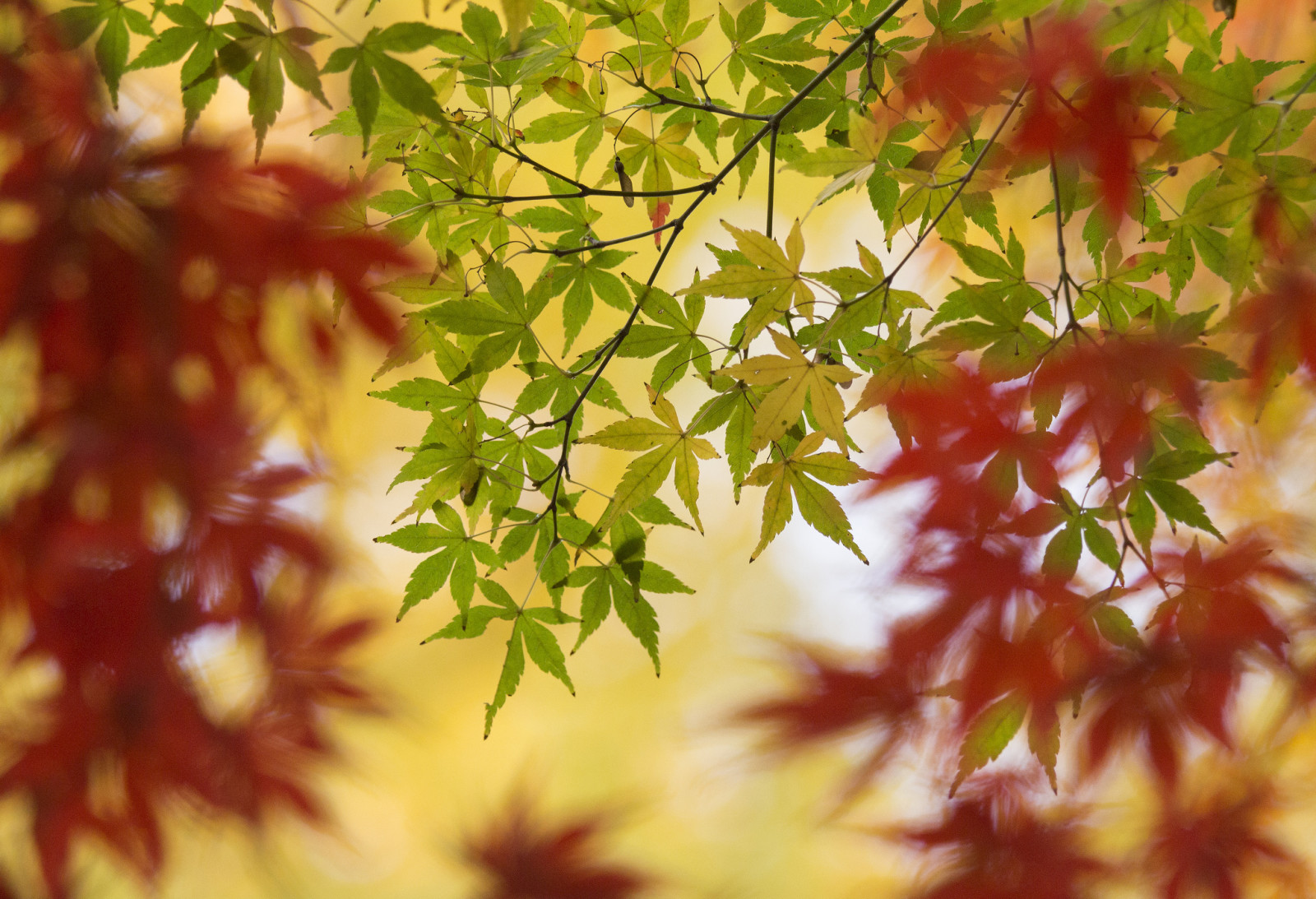 autumn, macro, leaves, branch, maple