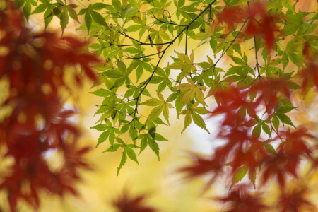 outono, ramo, folhas, macro, bordo