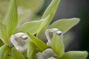 SCHÖNHEIT, Blumen, Natur