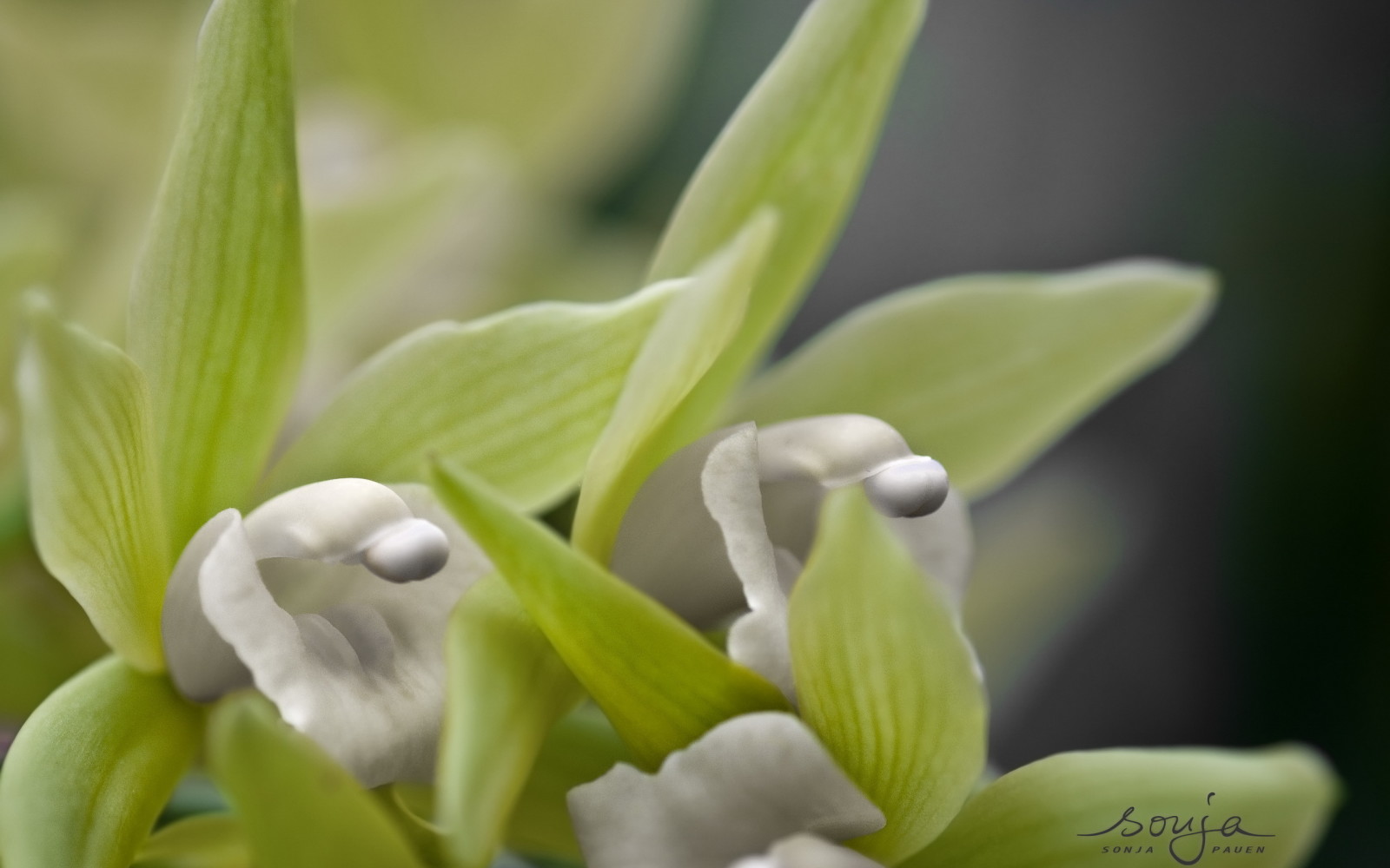 natuur, SCHOONHEID, bloemen