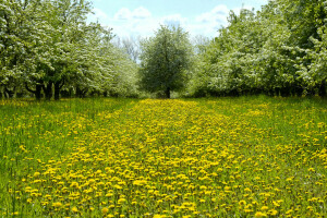 blomma, MASKROSOR, blommor, Trädgård, glänta, gräs, grönt, vår