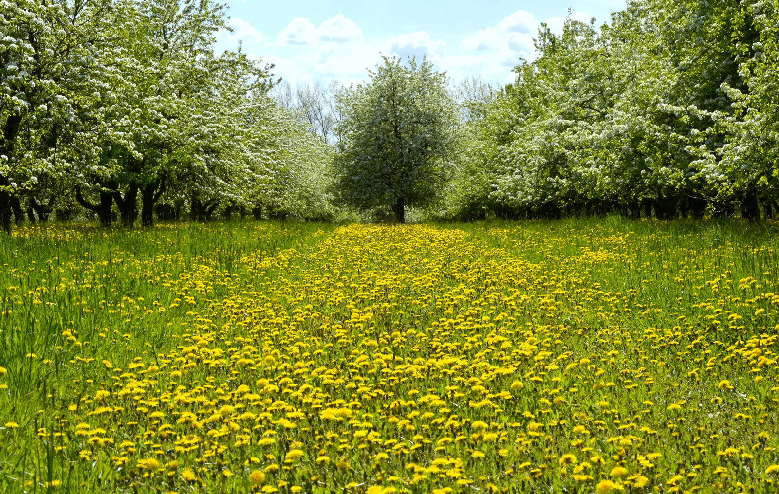 grass, DANDELIONS, yellow, trees, greens, flowers, spring, glade