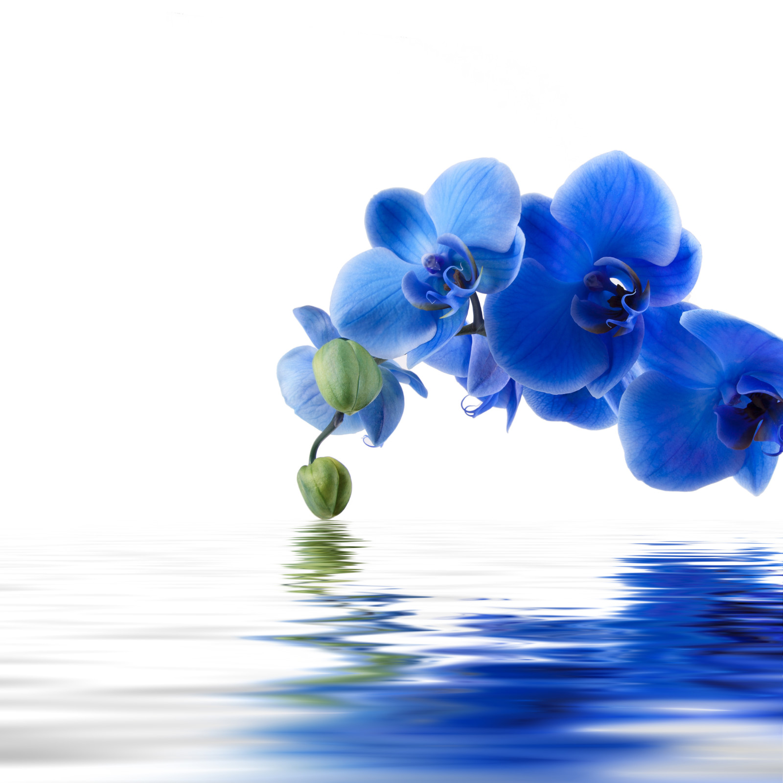 fundo, reflexão, flores, água, orquídea azul