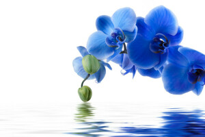 sfondo, orchidea blu, fiori, riflessione, acqua